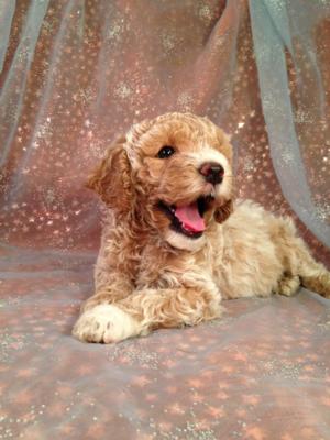Male Cockapoo puppy for sale Near the Iowa Minnesota Border| This litter of Cockapoos DOB is June 14th 2014. Iowa's top Cockapoo Breeder-Purebredpups.com
